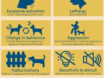 Understanding Post-Exposure Risks: Tragic Loss of Toddler in Telangana Raises Questions Over Rabies Protocols