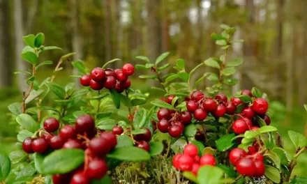 Fermented Lingonberry Juice Shown to Reduce Inflammation and Support Gut Health in IBD