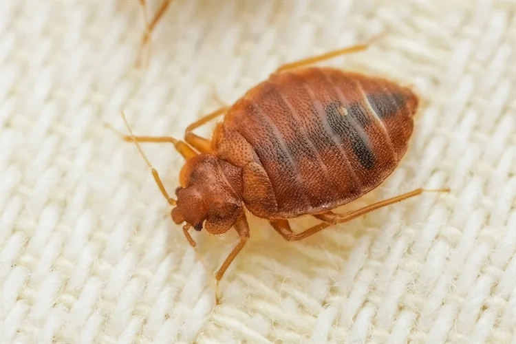 Insights on Diagnosing and Treating Scabies, Bedbugs, and Body Lice Effectively