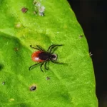 Rising Threat in the Woods: Rare, Fast-Transmit Powassan Virus Hits Record High in the U.S.