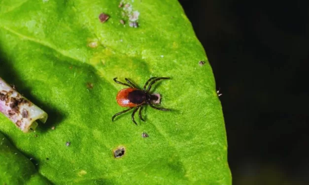 Rising Threat in the Woods: Rare, Fast-Transmit Powassan Virus Hits Record High in the U.S.