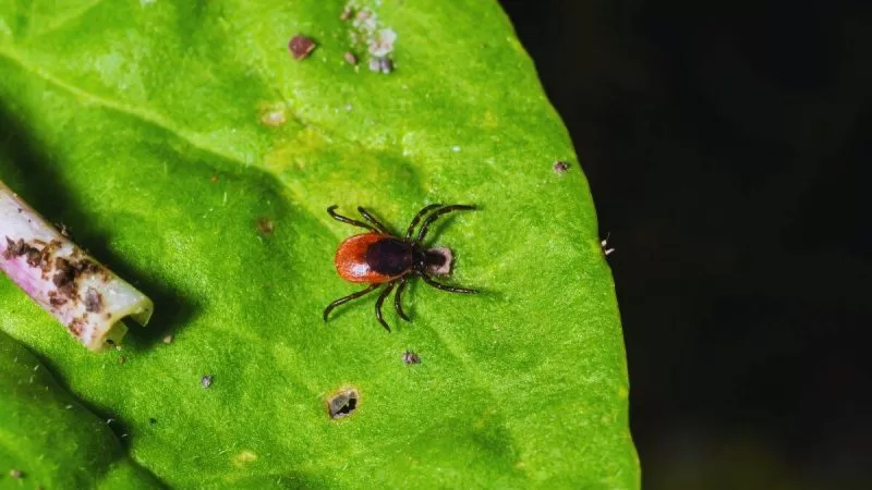 Babesiosis Infections Are Increasing in the US: From Symptoms to Treatment, All About the Tick-Borne Disease