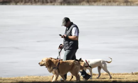 Dog Walking Injuries on the Rise: Staying Safe While Enjoying Your Furry Companion