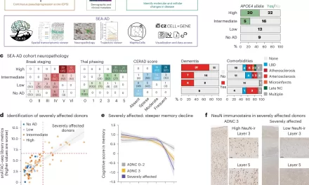 New Study Redefines Alzheimer’s Progression into Two Distinct Phases