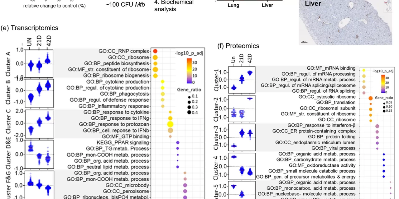 Study Unveils How Tuberculosis Alters Liver Metabolism, Potentially Promoting Diabetes