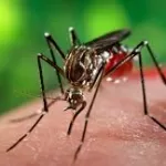 Drug-Resistant Malaria’s Weak Spot Identified: Cholesterol-Managing Protein Could Be Key to New Treatments