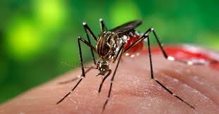 Mosquito Threat Rises After Floods: How to Stay Safe