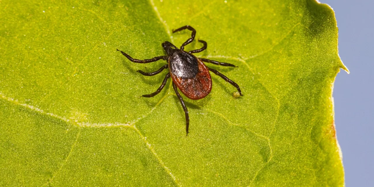 New Study Unveils Promising Approach for Targeted Therapy in Lyme Borreliosis Without Antibiotics