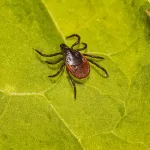 Study Reveals 50% of Adult Ticks in the Northeast Carry Lyme Disease Bacteria