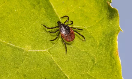 New Study Unveils Promising Approach for Targeted Therapy in Lyme Borreliosis Without Antibiotics