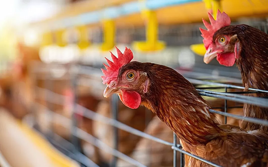 How America Lost Control of the Bird Flu, Setting the Stage for Another Pandemic