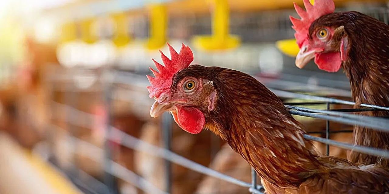 CDC Confirms Second Human Bird Flu Case in Missouri: Growing Concerns Amid Outbreak