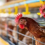 India’s Ban on Antibiotics in Animal Food Products: A Critical Step to Combat AMR