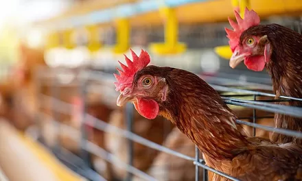 H5N1 Bird Flu Silently Spreads to Some Humans: US CDC Study