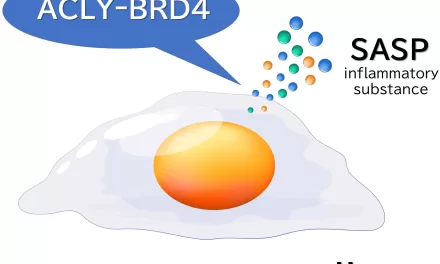 Controlling Inflammation: Japanese Study Unlocks Path to Healthier Aging