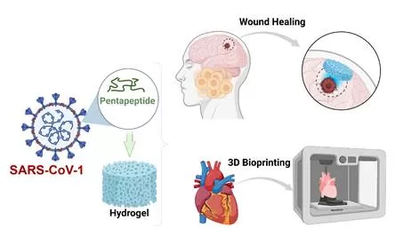 Magic recipes to create hydrogels from viral protein fragments can improve drug delivery