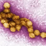 West Nile Virus Cases Rise Across Europe: WHO Urges Heightened Precautions as Peak Transmission Season Begins
