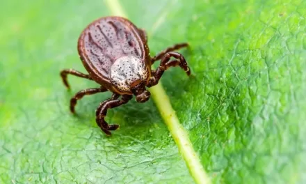 Tick-Borne Terror: The Rising Threat of “American Malaria”