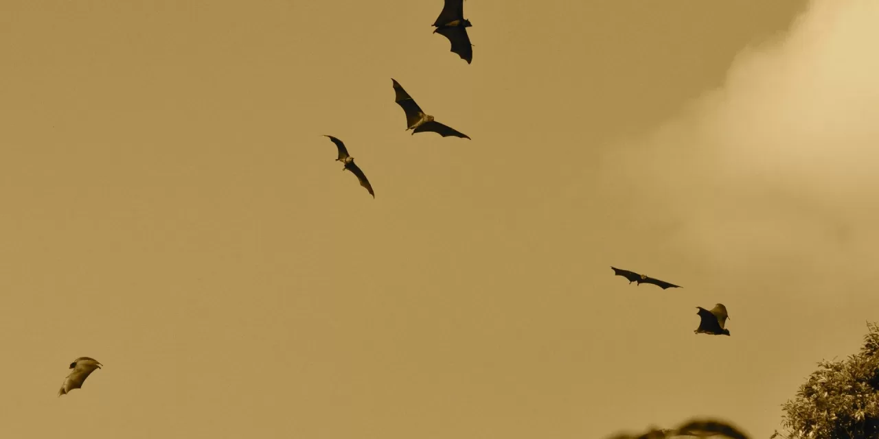 Bats and Rabies: Understanding the Risks and Prevention