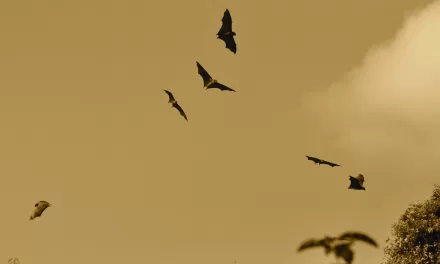 Bats and Rabies: Understanding the Risks and Prevention