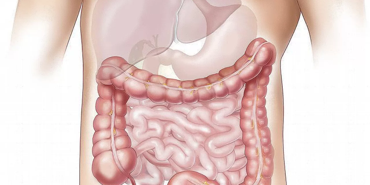 Chronic Stress Accelerates Colorectal Cancer Progression by Disrupting Gut Microbiota Balance, New Study Finds