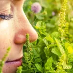 The Power of Smell: New Study Reveals Our Olfactory System Works Faster Than a Blink