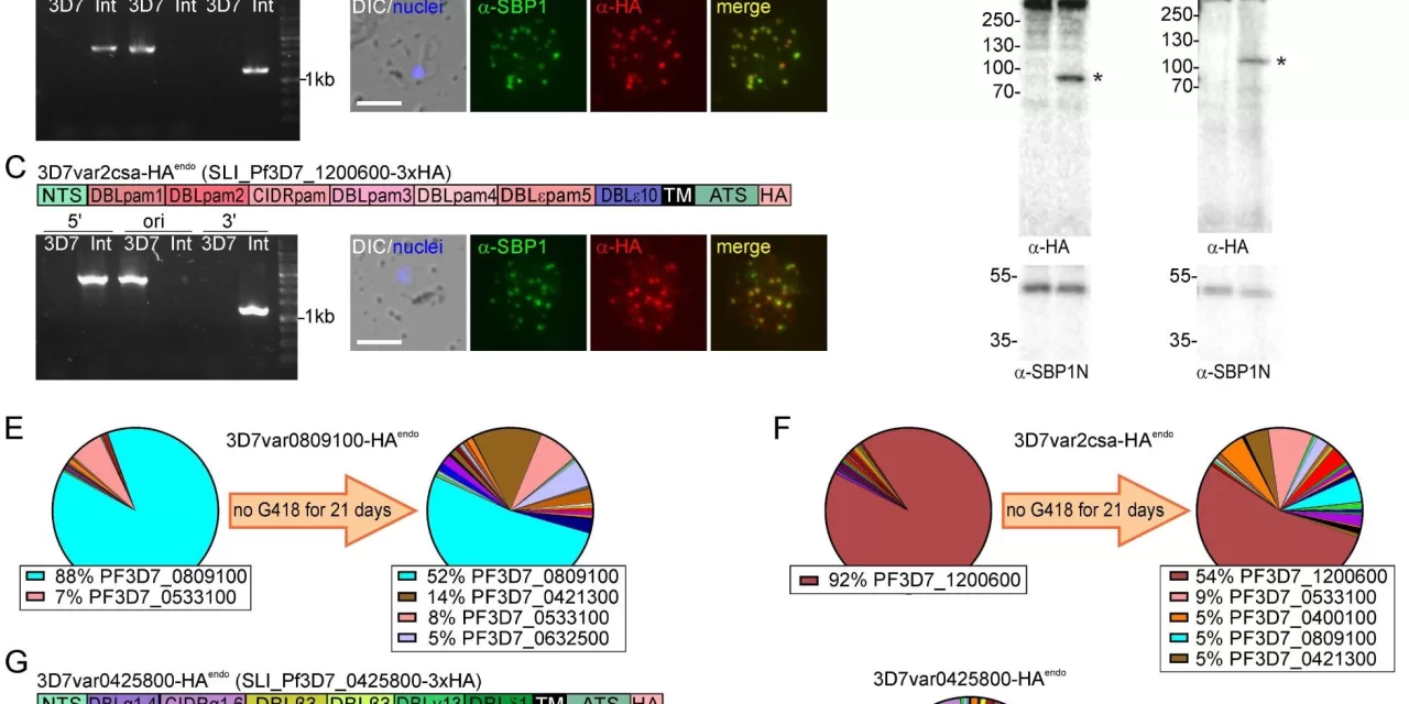 New Tool Unveils How Malaria Parasites Stick to Red Blood Cells