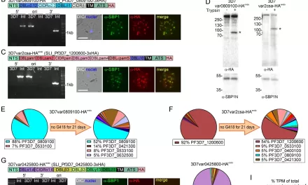 New Tool Unveils How Malaria Parasites Stick to Red Blood Cells