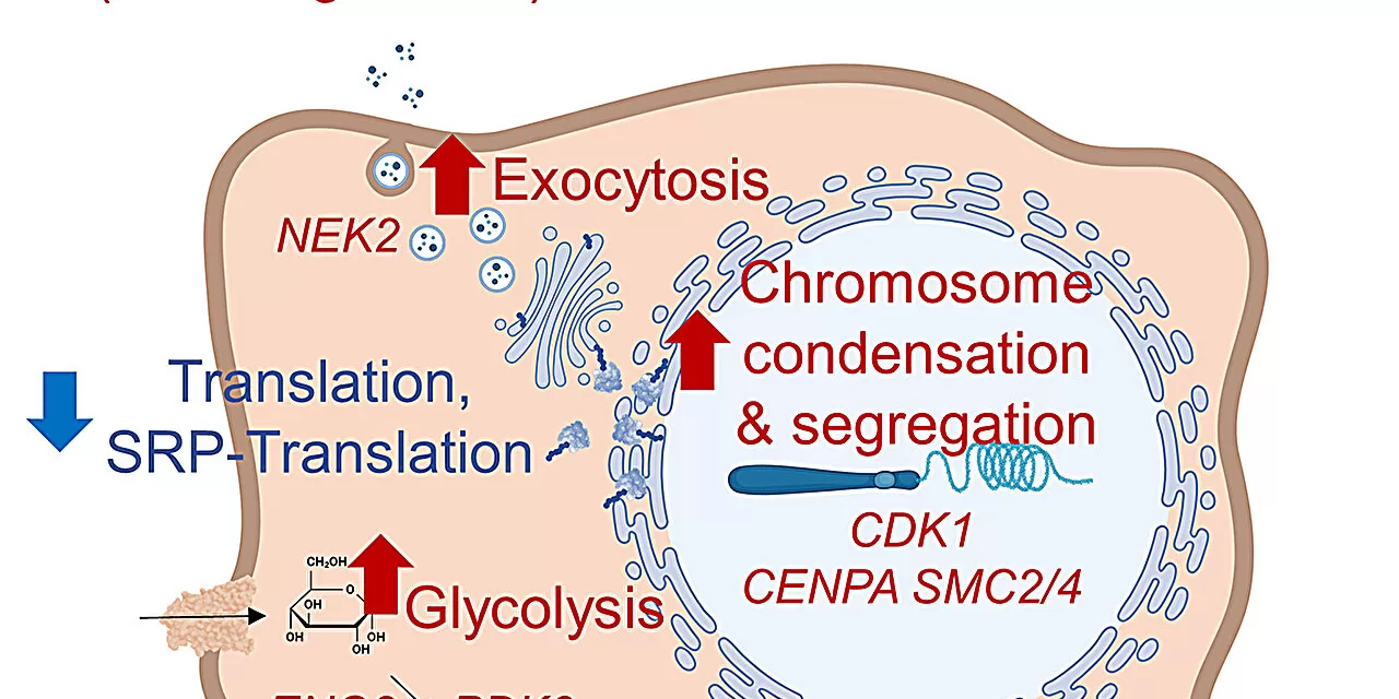 Old Drug, New Tricks: Hydroxychloroquine’s Cancer-Fighting Potential and Its Limitations