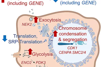 Old Drug, New Tricks: Hydroxychloroquine’s Cancer-Fighting Potential and Its Limitations