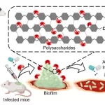 Breaking Bacterial Barriers: Bovine Gut Enzyme Offers Hope for Combating Infections