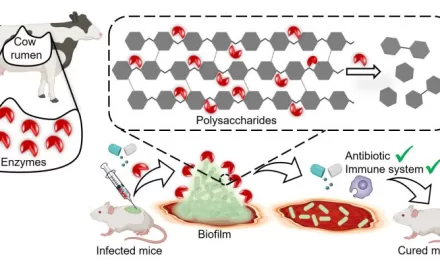 Breaking Bacterial Barriers: Bovine Gut Enzyme Offers Hope for Combating Infections