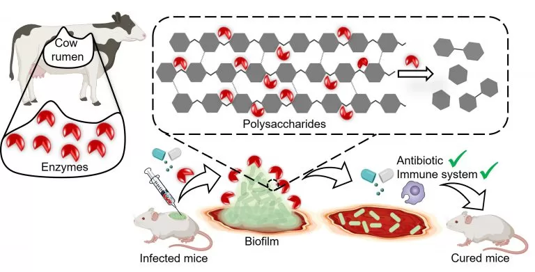 Breaking Bacterial Barriers: Bovine Gut Enzyme Offers Hope for Combating Infections