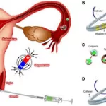 Tiny Robots, Big Impact: Revolutionizing Infertility Treatment with Magnetic Microrobots