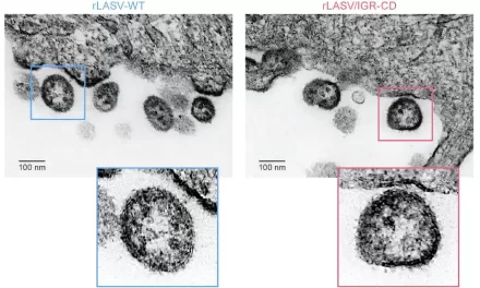 Promising New Live-Attenuated Vaccine Shows Success Against Lassa Virus