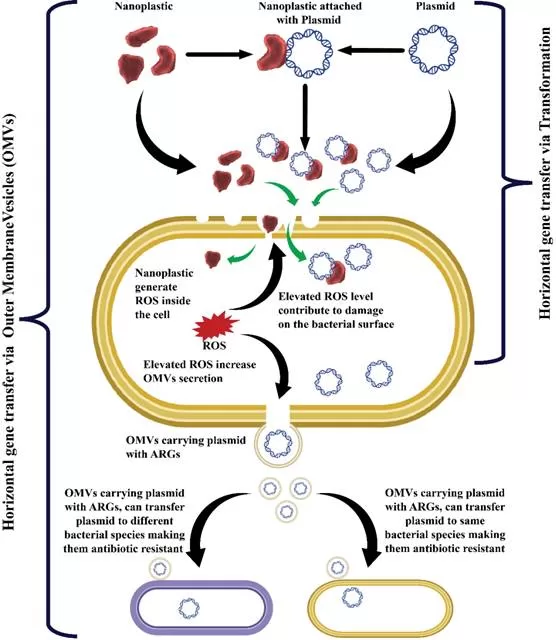 Nanoplastics: An Emerging Threat in the Fight Against Antibiotic Resistance