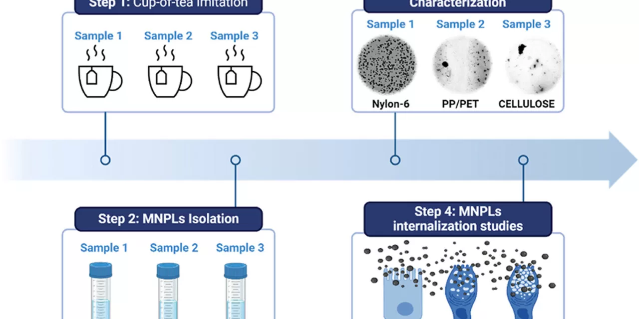 New Study Reveals Commercial Tea Bags Release Microplastics into Human Cells