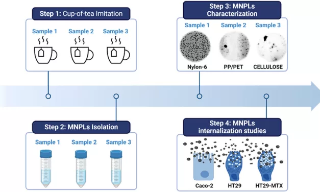 New Study Reveals Commercial Tea Bags Release Microplastics into Human Cells