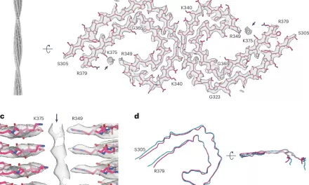 New Study Sheds Light on Tau Filaments and Extracellular Vesicles in Alzheimer’s Disease