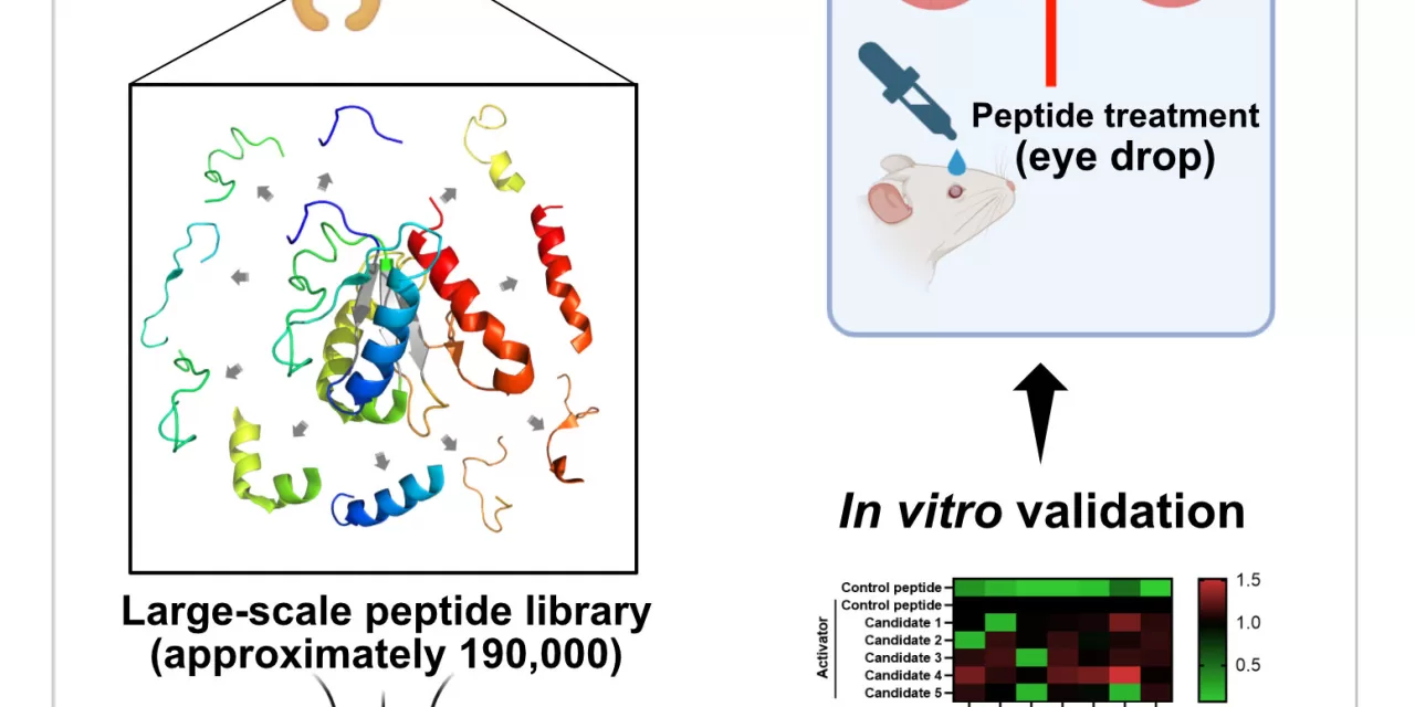 Peptide-Based Eye Drops Show Promise in Treating Age-Related Macular Degeneration