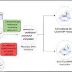 New method for detecting H. pylori & its mutations can help dyspeptic patients in resource poor remote settings