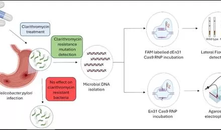 New method for detecting H. pylori & its mutations can help dyspeptic patients in resource poor remote settings