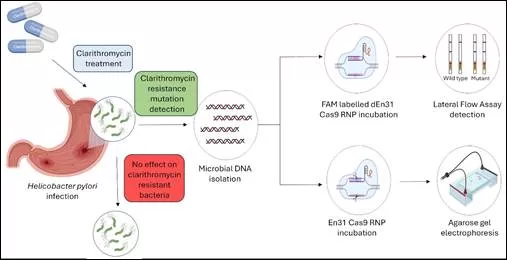 New method for detecting H. pylori & its mutations can help dyspeptic patients in resource poor remote settings