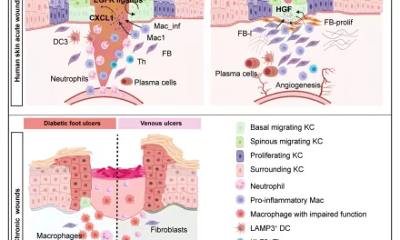 New Study Sheds Light on How Cells Coordinate to Heal Human Wounds