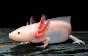 Axolotl Offers Hope for Breakthroughs in Skin Regeneration and Beyond