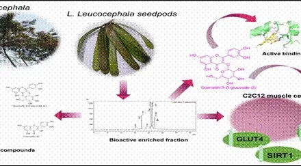 Tropical plant Subabul shows potential in managing insulin resistance related to type II diabetes