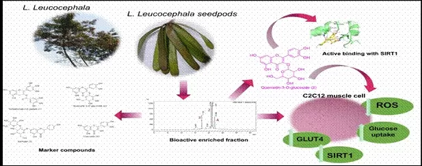 Tropical plant Subabul shows potential in managing insulin resistance related to type II diabetes