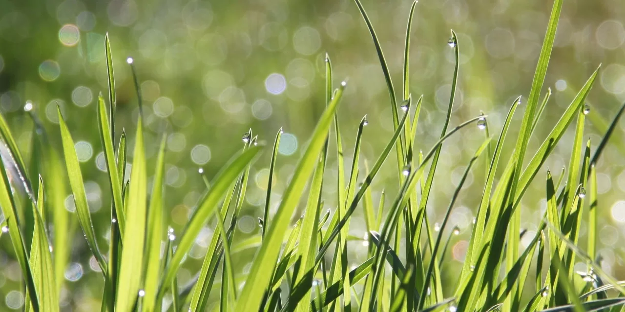 Why Does Grass Make My Skin Itch? Exploring the Causes and Remedies