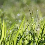 Why Does Grass Make My Skin Itch? Exploring the Causes and Remedies