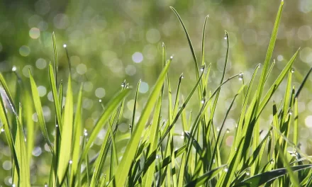 Why Does Grass Make My Skin Itch? Exploring the Causes and Remedies